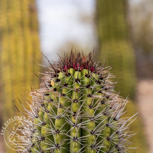 Close up of cactus needles shot with Sony 24-70mm GM II lens at f2.8 in the Arizona desert