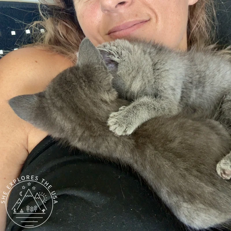 bonded kittens sleeping on their human