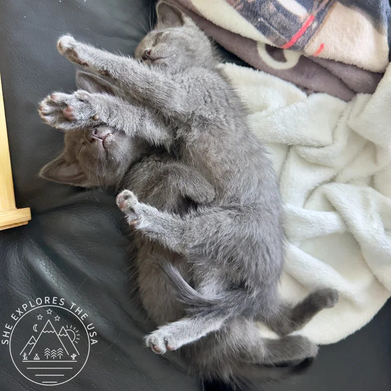bonded kittens sleeping together 2