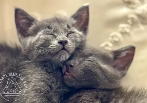 bonded kittens sleeping together