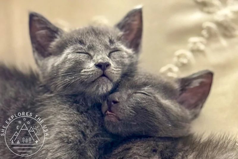 bonded kittens sleeping together - Kitten Care Essentials: What to Buy for Foster Kittens