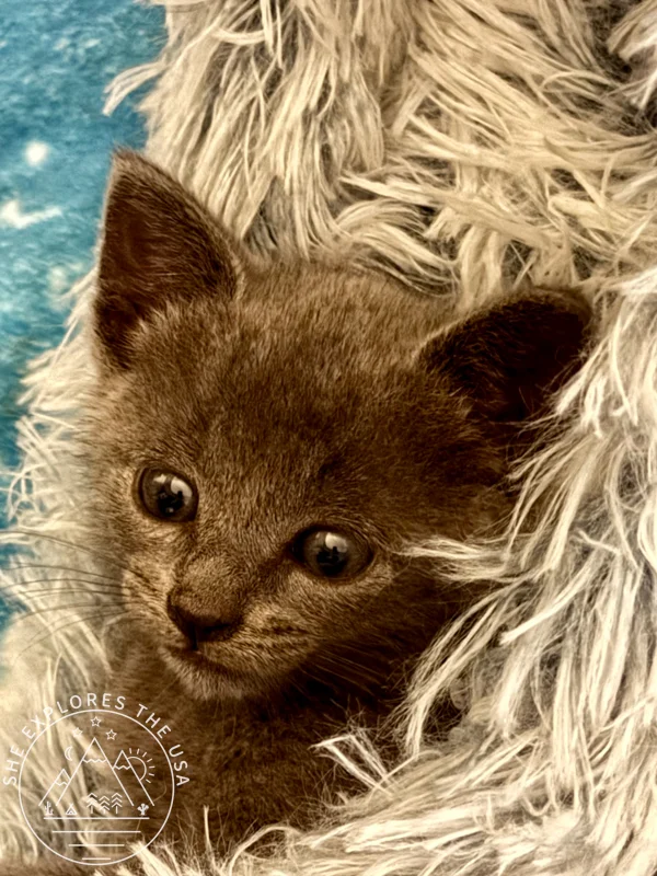 cute foster kitten