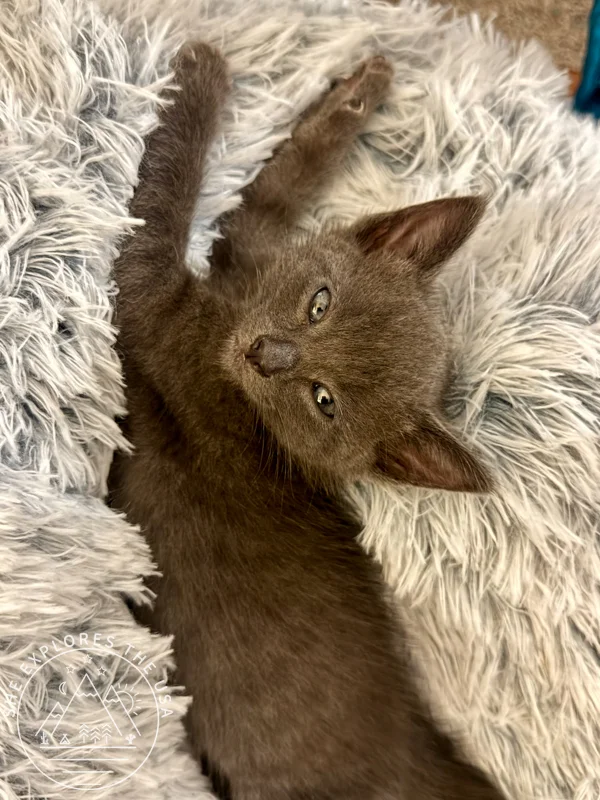 cute kitten relaxing