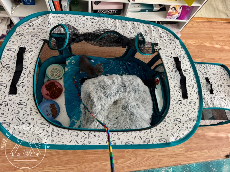 foster kitten playpen seen from above