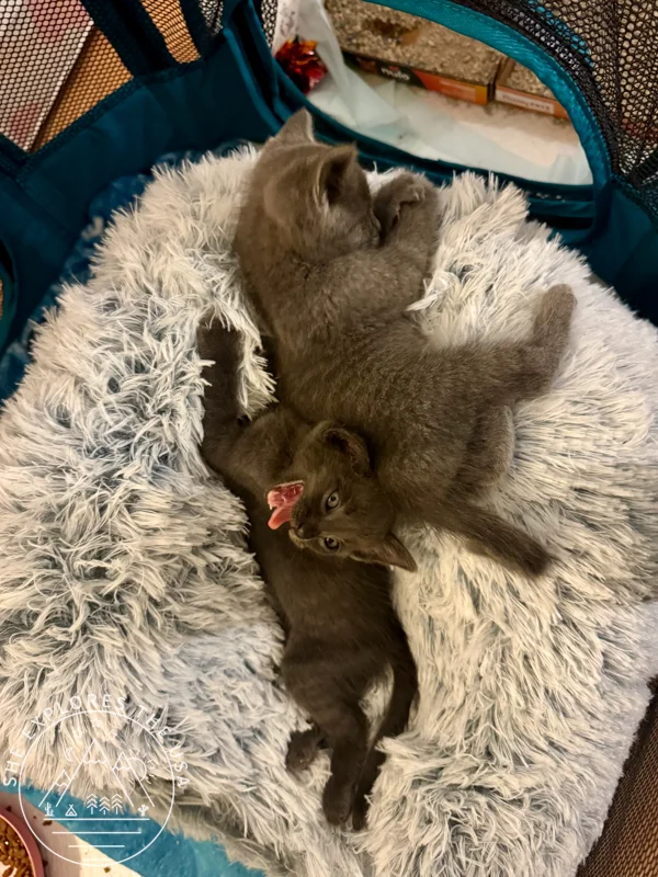foster kittens relaxing on top of their cavve bed