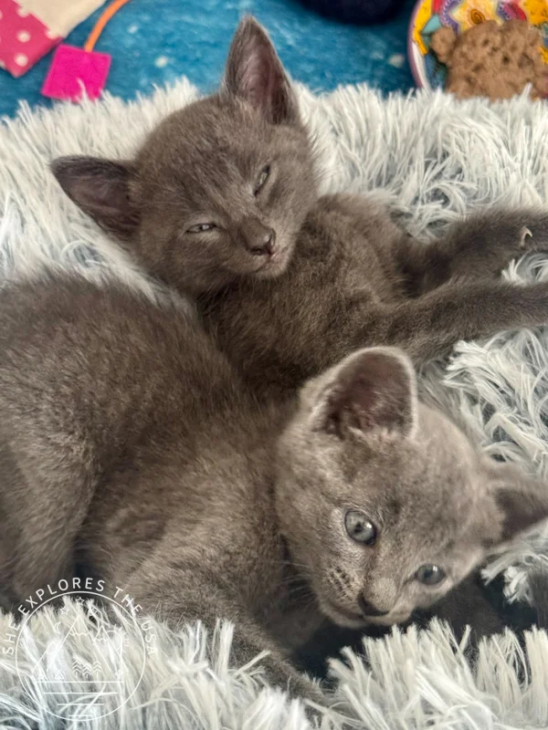 foster kittens relaxing
