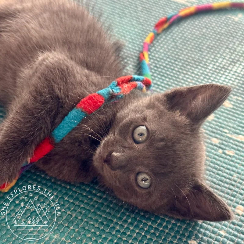 foster kitten enrichment with the grey kitten playing with the cat teaser wand