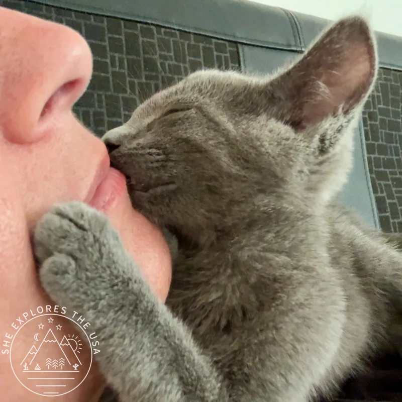 kitten kissing her human