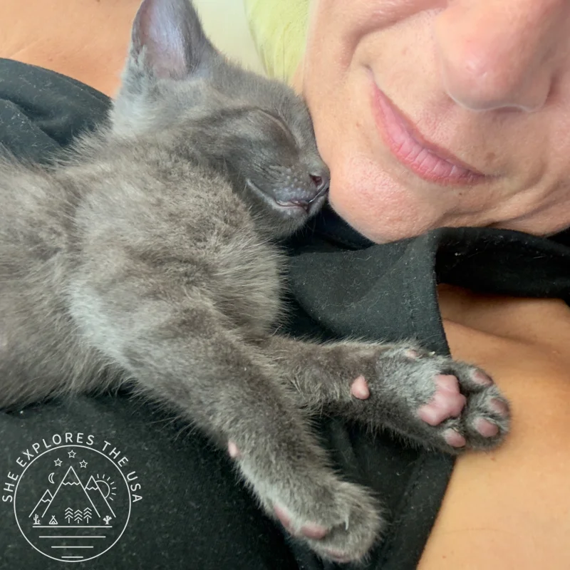 kitten sleeping on his human