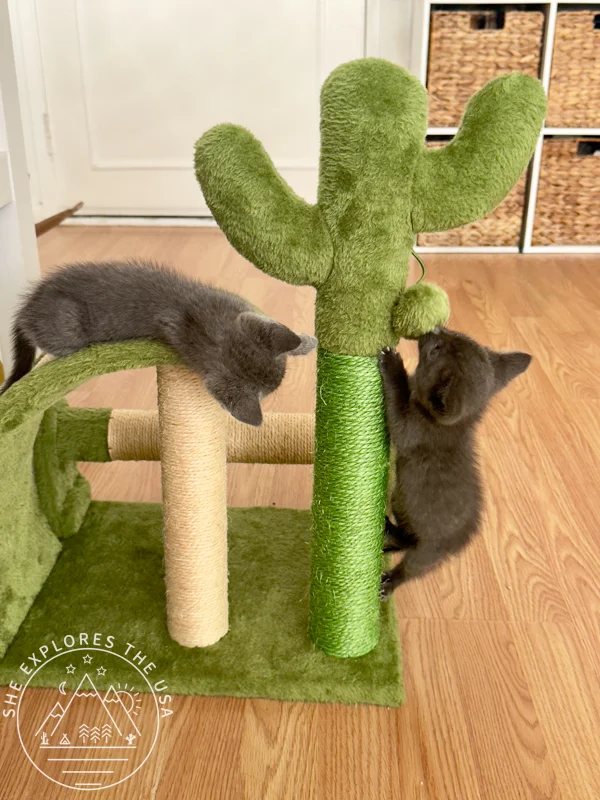 grey foster kittens playing with their cactus scratching post