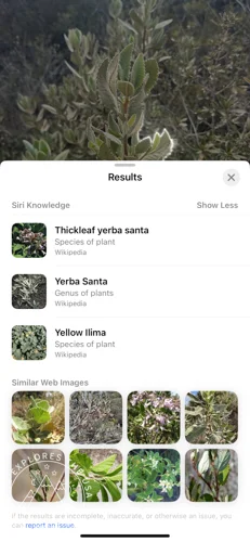 iphone plant details