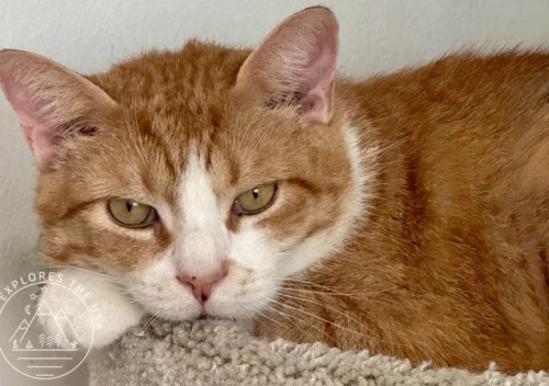 Boqwuinta - senior cat for adoption