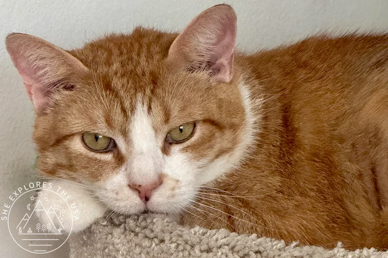 Boqwuinta - senior cat for adoption