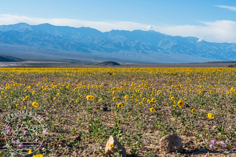 Death Valley WIldflowers Badwater Road desert gold