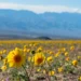 Wildflowers in Death Valley National Park