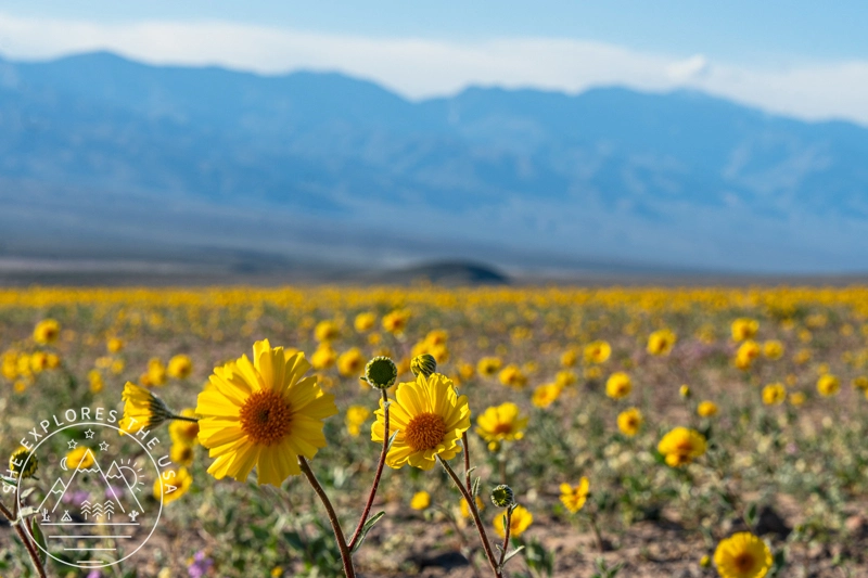 Wildflowers in Death Valley National Park