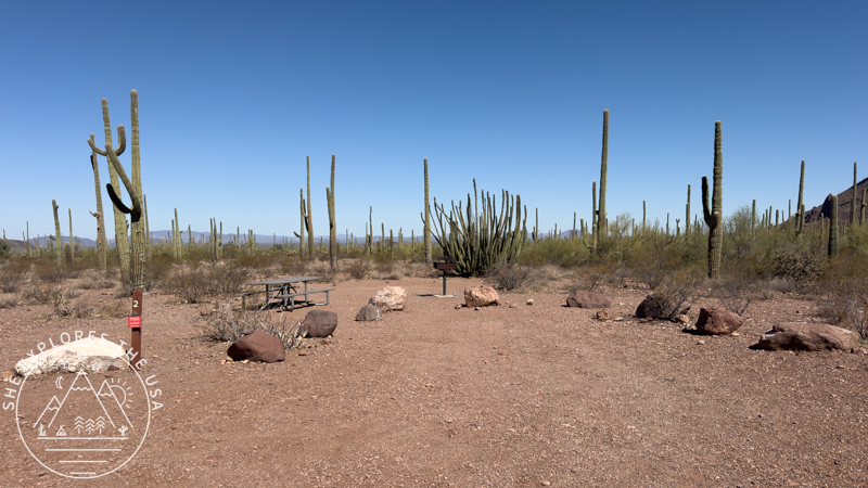 Campsite 2 at Alamo Canyon Campground, Organ Pipe Cactus National Monument, surrounded by saguaro and organ pipe cacti under a clear blue sky.