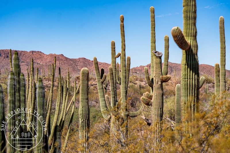 Alamo Canyon Trail saguaros