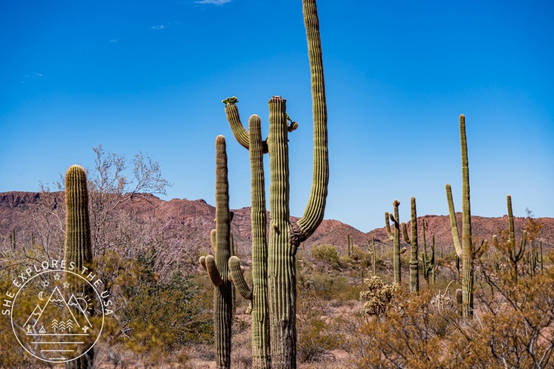 Alamo Canyon Trail views
