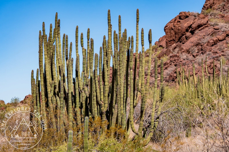 Alamo Canyon Trail with huge organ pipe cactus