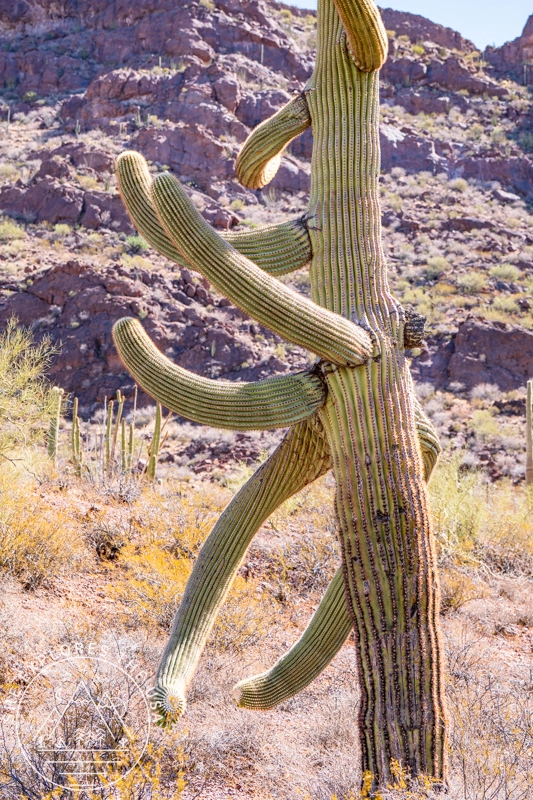Alamo Canyon Trail with a saguaro that has arms going every direction