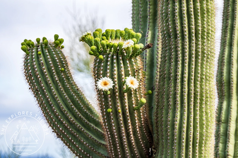 blooming saguaro