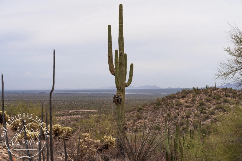 saguaro on Desert View Trail