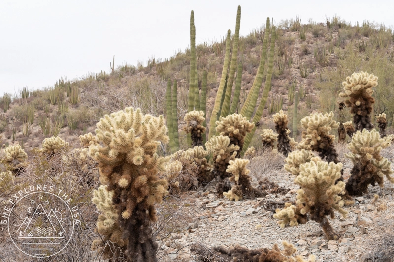 cholla cactus on Desert View Trail