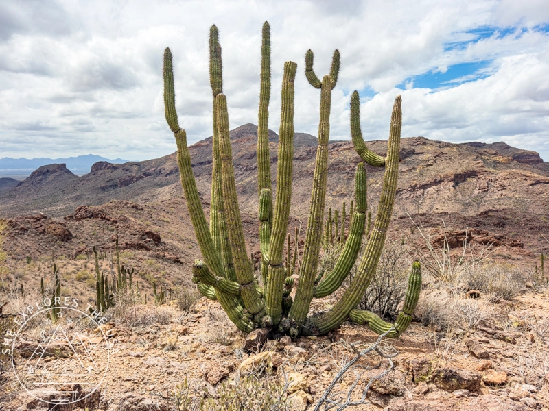 organic pipe cactus along the Estes Canyon / Bull Pasture Trail