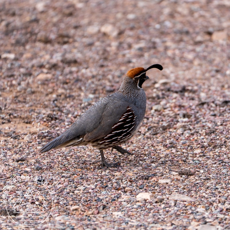 A Gambel's quail walking on a gravel path at Organ Pipe Cactus National Monument, showing its distinctive black topknot and rusty-brown cap.