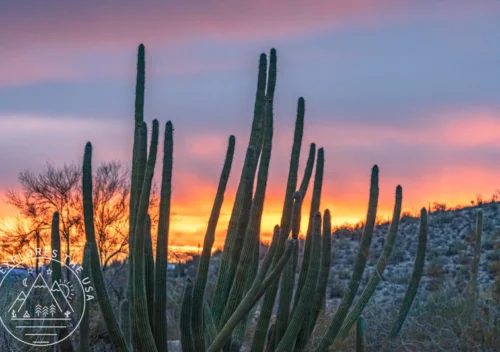Organ Pipe Cactus National Monument at sunset
