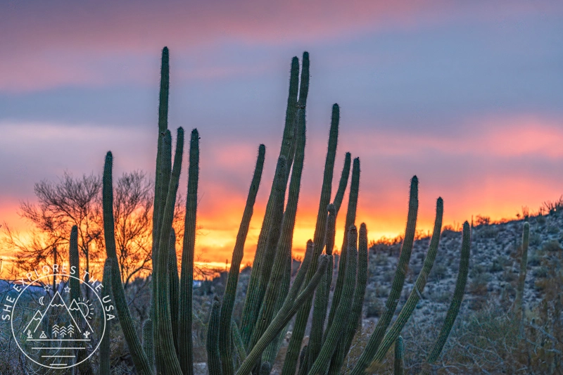Things to Do in Organ Pipe Cactus National Monument