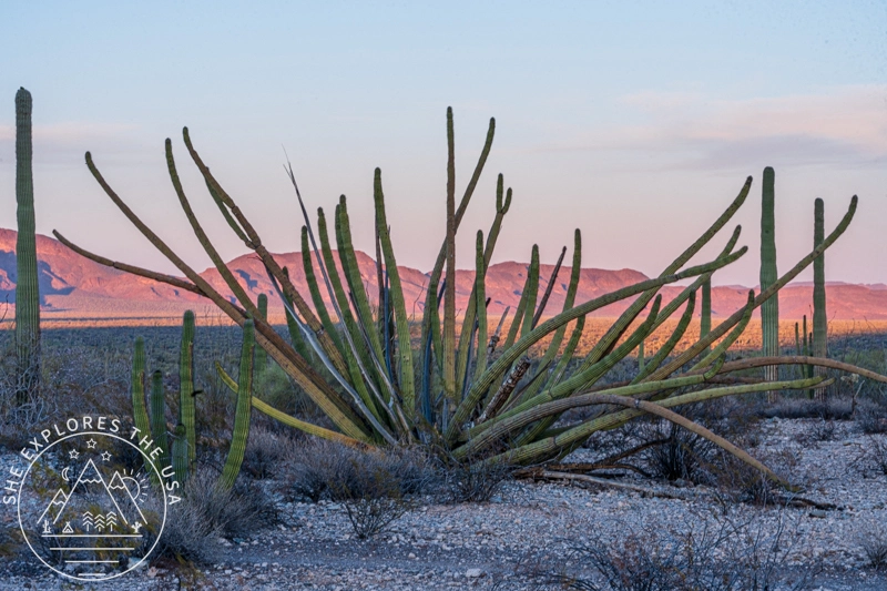 Organ Pipe Cactus National Monument with alpen glow in the background