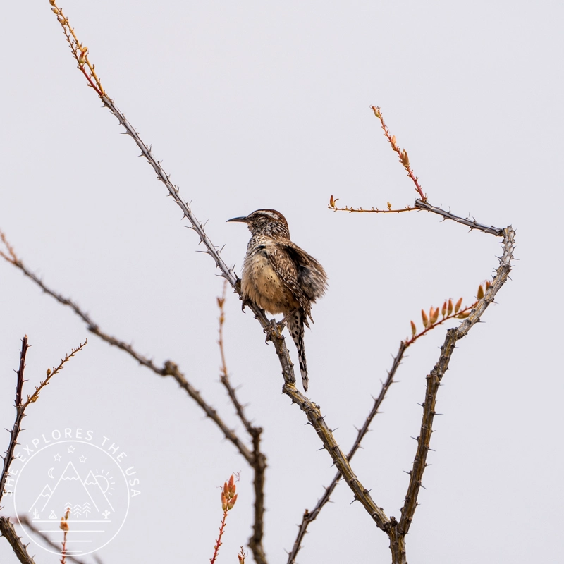 A cactus wren perched on a thorny ocotillo branch at Organ Pipe Cactus National Monument, Arizona's state bird, with ruffled brown streaked plumage against a grey sky.