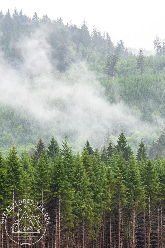 moody atmosphere in Hoh Rainforest