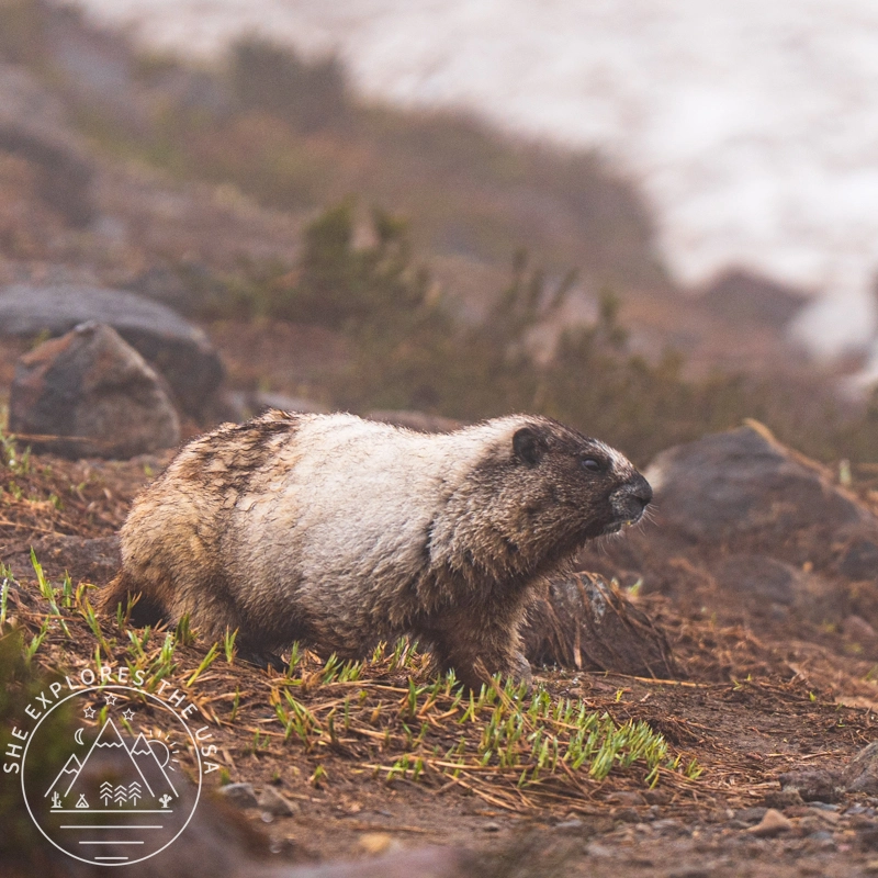 Hoary marmot