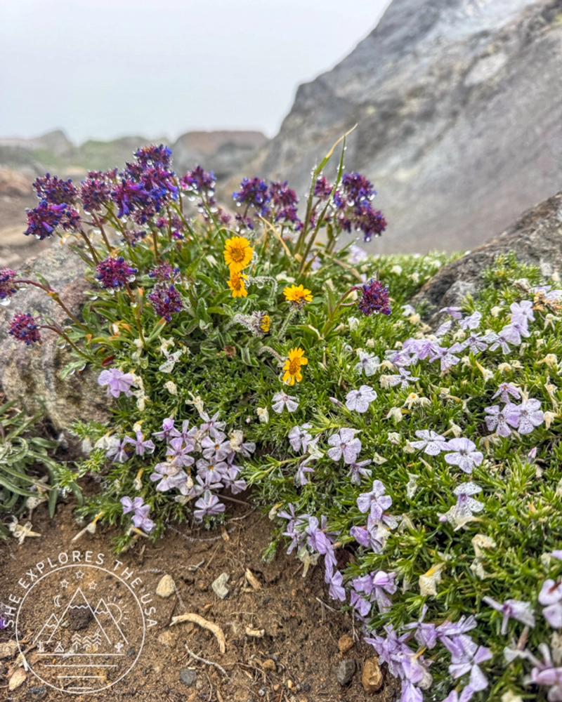 Colorful alpine flowers