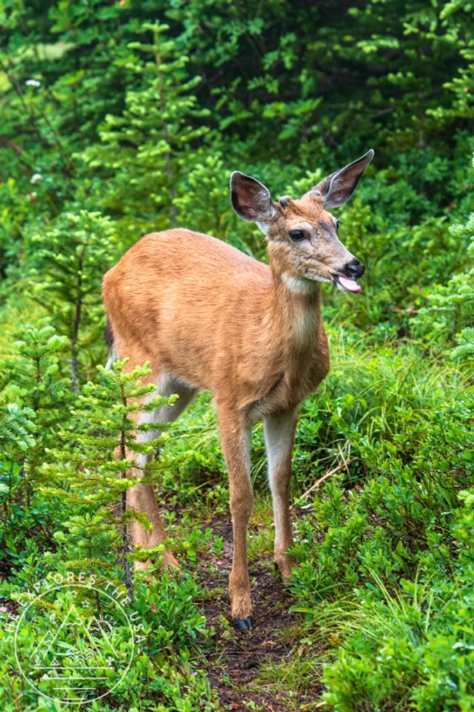 deer on trail with her tongue out