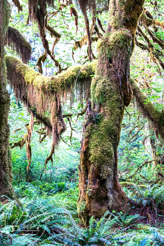 Olympic national park Hoh rainforest