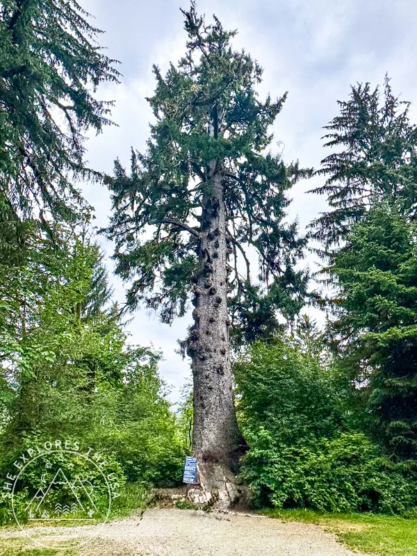 world's largest Sitka spruce