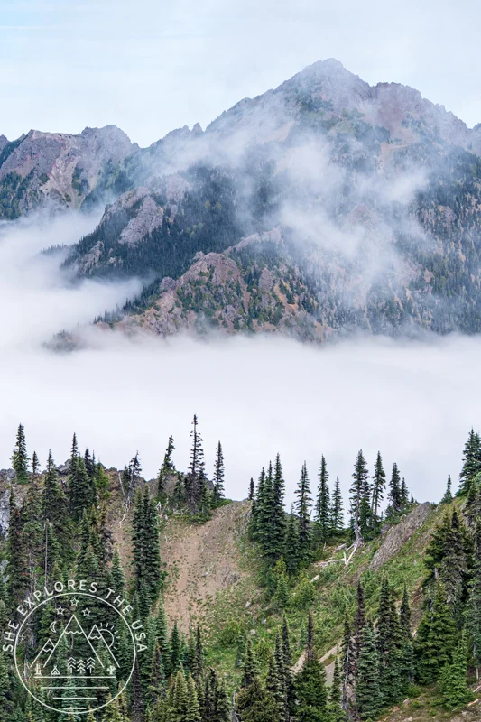 Misty evergreen ridge and rugged mountain peaks enveloped in clouds at Hurricane Ridge.