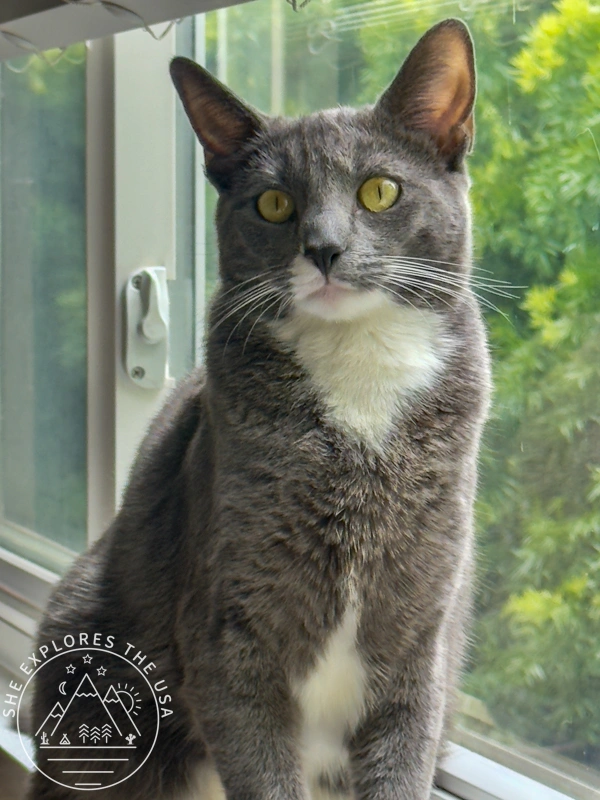 Meet Poppy: The Grey Tuxedo Cat for adoption in San Diego