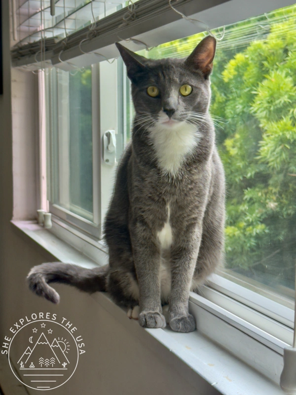 cat poppy posing for a photo on the window ledge