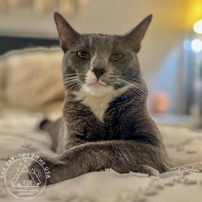 Meet Poppy: The Grey Tuxedo Cat for adoption in San Diego - always elegant