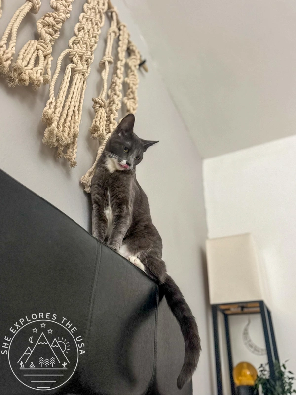 cat poppy watching me from above the headboard