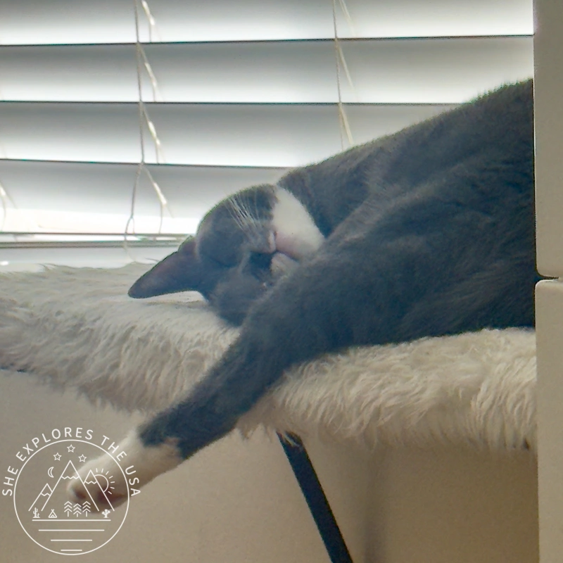 a cat sleeping on a window perch