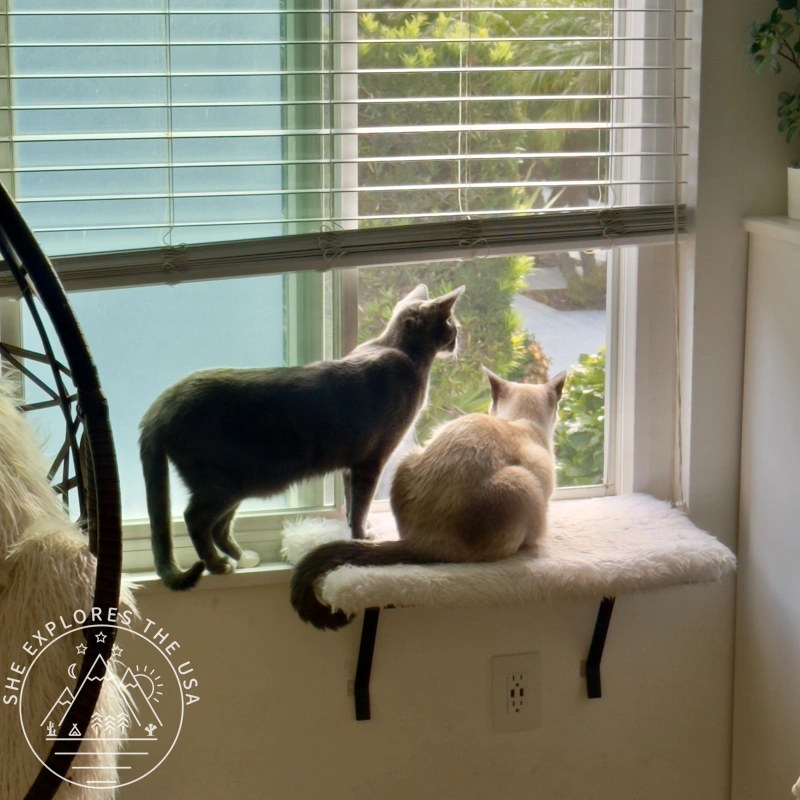 cat poppy and her former brother harry watching outside the window
