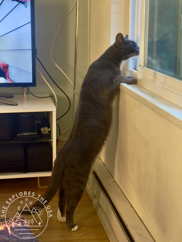 Cat poppy standing up on her back paws to watch out of the window
