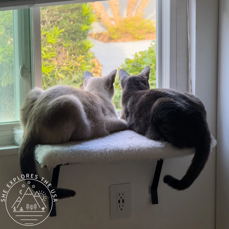 Poppy and harry watching the world go by from the window