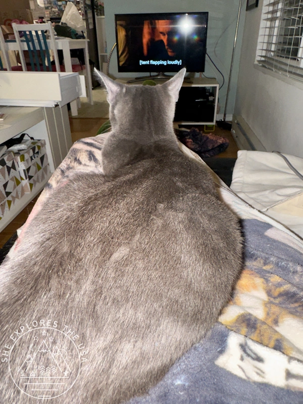 Poppy sitting on my lap